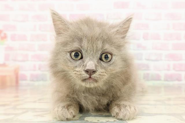 東京都のサイベリアン (Coo&RIKU中野サンモール店/2025年8月23日生まれ/男の子/ブルー)の子猫の1枚目の画像