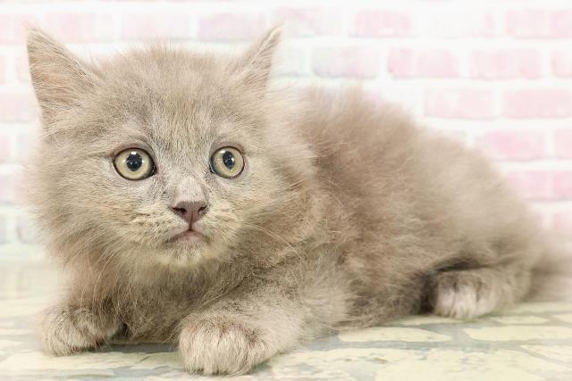 東京都のサイベリアン (Coo&RIKU中野サンモール店/2025年8月23日生まれ/男の子/ブルー)の子猫の2枚目の画像