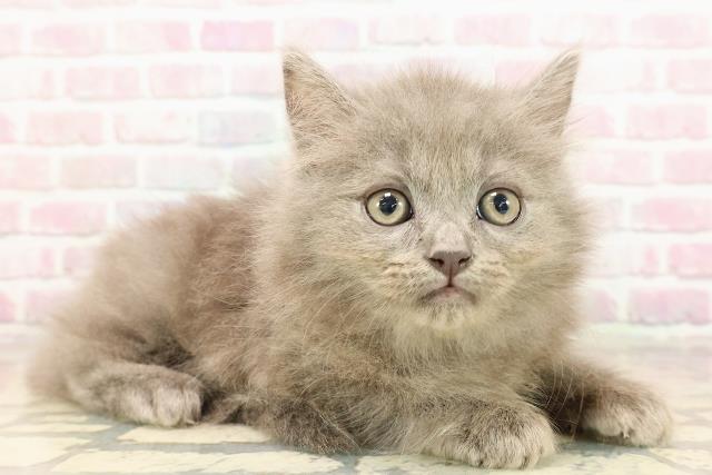 東京都のサイベリアン (Coo&RIKU中野サンモール店/2025年8月23日生まれ/男の子/ブルー)の子猫の3枚目の画像