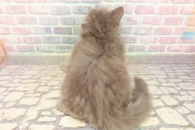 東京都のサイベリアン (Coo&RIKU中野サンモール店/2025年8月23日生まれ/男の子/ブルー)の子猫の4枚目の画像