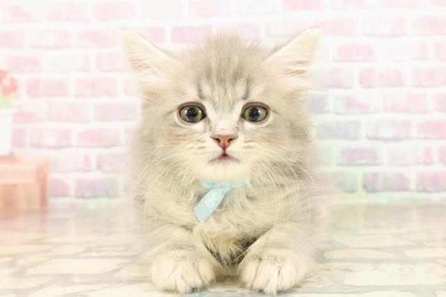 静岡県のサイベリアン (Coo&RIKU沼津店/2025年8月23日生まれ/男の子/ブルータビー)の子猫の1枚目の画像