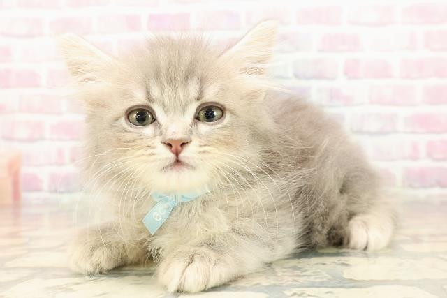 静岡県のサイベリアン (Coo&RIKU沼津店/2025年8月23日生まれ/男の子/ブルータビー)の子猫の2枚目の画像