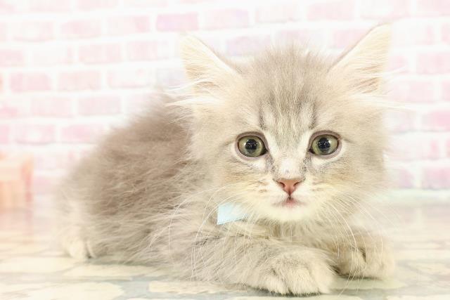 静岡県のサイベリアン (Coo&RIKU沼津店/2025年8月23日生まれ/男の子/ブルータビー)の子猫の3枚目の画像