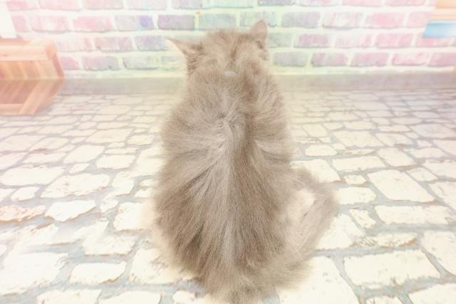 静岡県のサイベリアン (Coo&RIKU沼津店/2025年8月23日生まれ/男の子/ブルータビー)の子猫の4枚目の画像