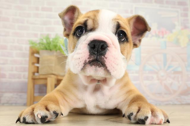 愛知県のブルドッグ (Coo&RIKU東海一宮店/2025年8月27日生まれ/男の子/レッドホワイト)の子犬の1枚目の画像