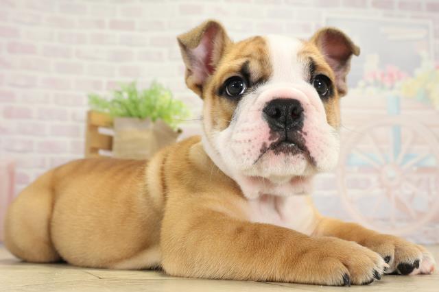 愛知県のブルドッグ (Coo&RIKU東海一宮店/2025年8月27日生まれ/男の子/レッドホワイト)の子犬の2枚目の画像