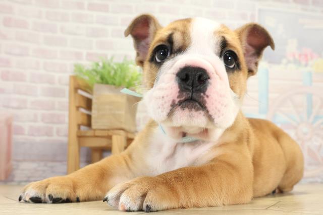 愛知県のブルドッグ (Coo&RIKU東海一宮店/2025年8月27日生まれ/男の子/レッドホワイト)の子犬の3枚目の画像