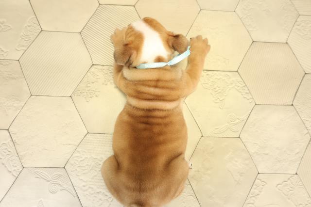 愛知県のブルドッグ (Coo&RIKU東海一宮店/2025年8月27日生まれ/男の子/レッドホワイト)の子犬の4枚目の画像