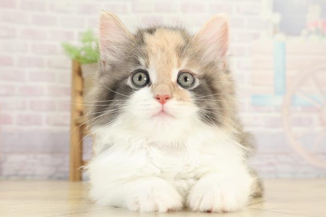 神奈川県のノルウェージャンフォレストキャット (Coo&RIKU藤沢店/2025年8月27日生まれ/女の子/ダイリュートキャリコ)の子猫の1枚目の画像