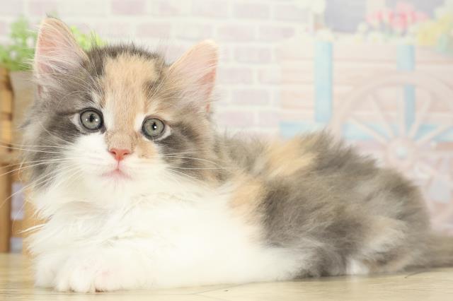 神奈川県のノルウェージャンフォレストキャット (Coo&RIKU藤沢店/2025年8月27日生まれ/女の子/ダイリュートキャリコ)の子猫の3枚目の画像