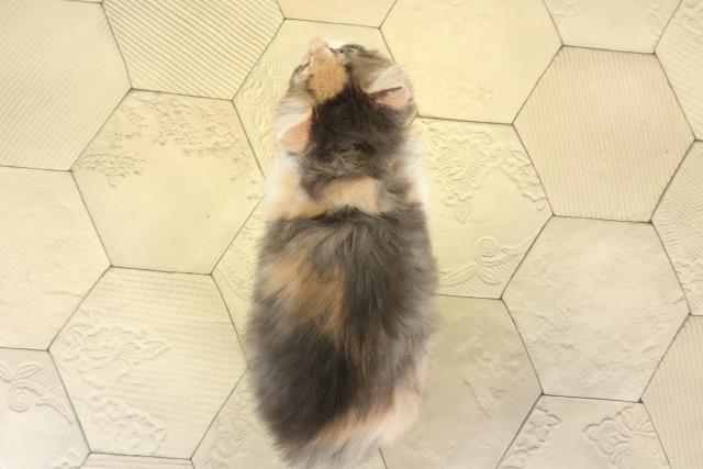 神奈川県のノルウェージャンフォレストキャット (Coo&RIKU藤沢店/2025年8月27日生まれ/女の子/ダイリュートキャリコ)の子猫の4枚目の画像