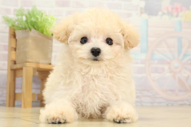 トイ・プードル（ティーカップサイズ）