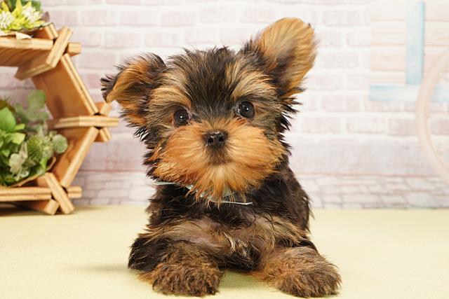 岐阜県のヨークシャーテリア (Coo&RIKU岐阜店/2025年8月27日生まれ/男の子/スチールブルータン)の子犬の1枚目の画像