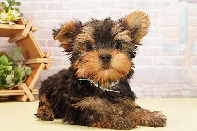 岐阜県のヨークシャーテリア (Coo&RIKU岐阜店/2025年8月27日生まれ/男の子/スチールブルータン)の子犬の2枚目の画像