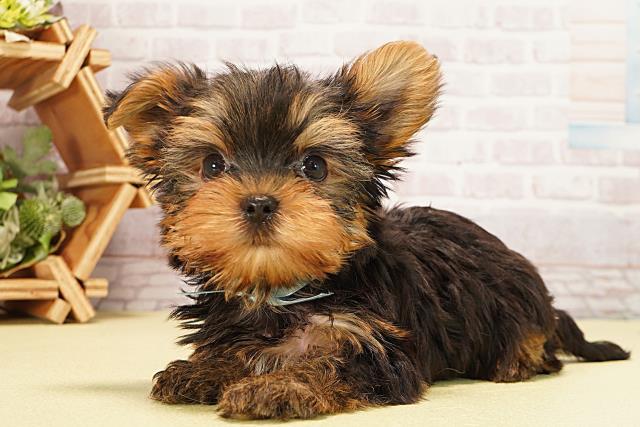 岐阜県のヨークシャーテリア (Coo&RIKU岐阜店/2025年8月27日生まれ/男の子/スチールブルータン)の子犬の3枚目の画像