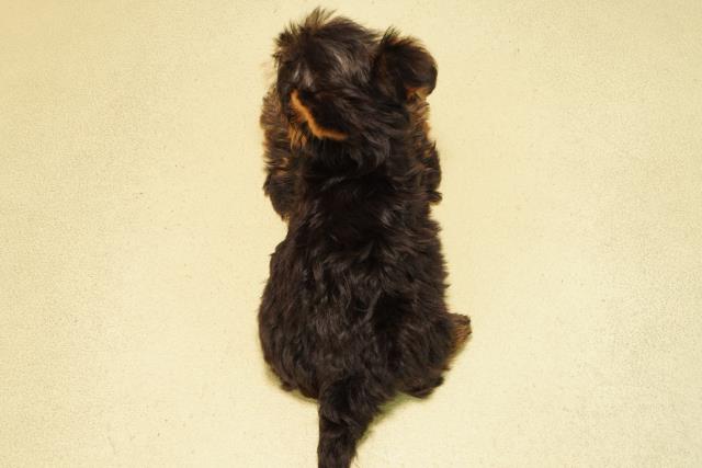 岐阜県のヨークシャーテリア (Coo&RIKU岐阜店/2025年8月27日生まれ/男の子/スチールブルータン)の子犬の4枚目の画像