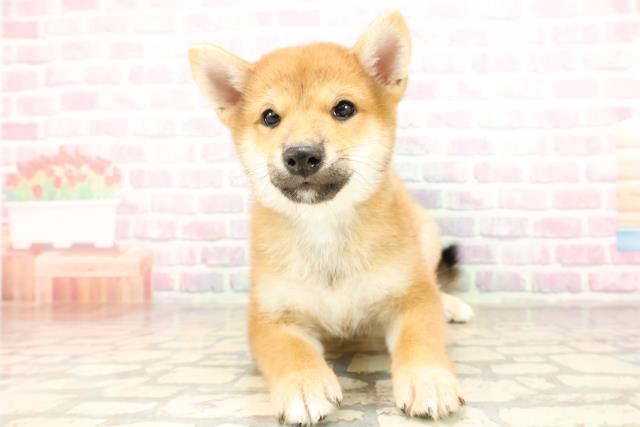 柴犬