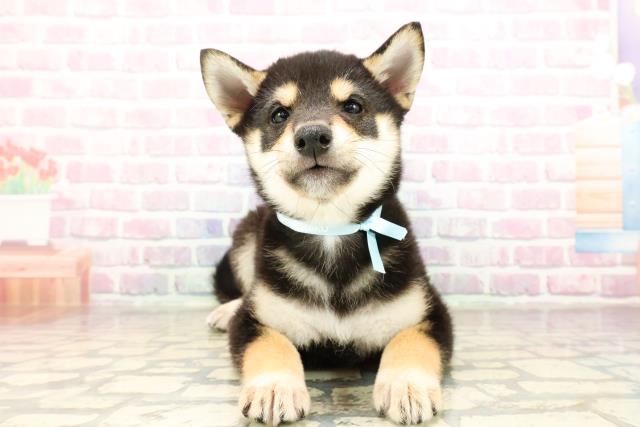 柴犬