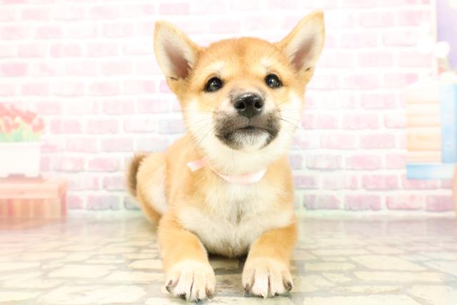 柴犬