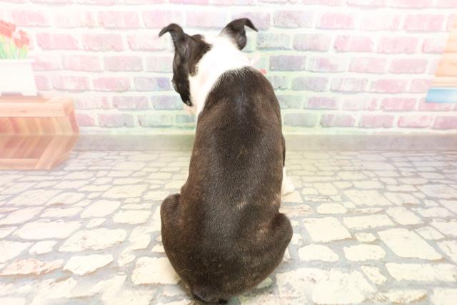 東京都のボストンテリア (Coo&RIKU八王子西店/2025年8月21日生まれ/女の子/ボストンカラー)の子犬の4枚目の画像