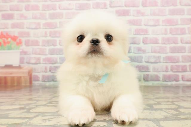 東京都のペキニーズ (Coo&RIKU八王子西店/2025年8月24日生まれ/男の子/ホワイト)の子犬の1枚目の画像