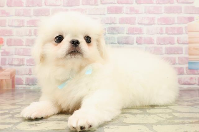 東京都のペキニーズ (Coo&RIKU八王子西店/2025年8月24日生まれ/男の子/ホワイト)の子犬の2枚目の画像
