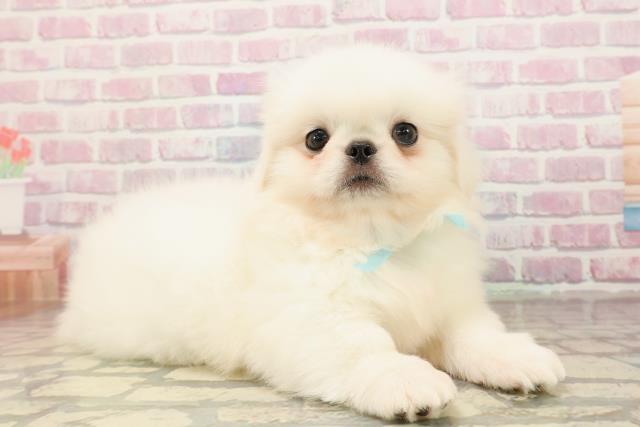 東京都のペキニーズ (Coo&RIKU八王子西店/2025年8月24日生まれ/男の子/ホワイト)の子犬の3枚目の画像