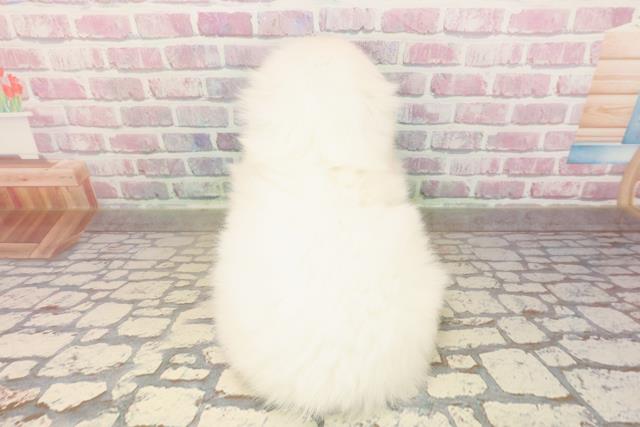 東京都のペキニーズ (Coo&RIKU八王子西店/2025年8月24日生まれ/男の子/ホワイト)の子犬の4枚目の画像