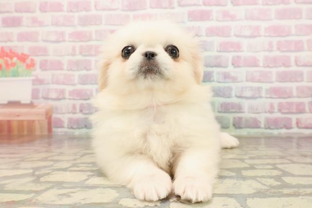 神奈川県のペキニーズ (Coo&RIKU横須賀店/2025年8月24日生まれ/女の子/ホワイト)の子犬の1枚目の画像
