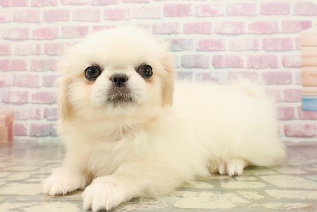 神奈川県のペキニーズ (Coo&RIKU横須賀店/2025年8月24日生まれ/女の子/ホワイト)の子犬の2枚目の画像