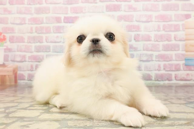 神奈川県のペキニーズ (Coo&RIKU横須賀店/2025年8月24日生まれ/女の子/ホワイト)の子犬の3枚目の画像