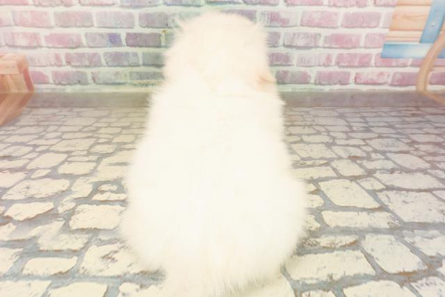 神奈川県のペキニーズ (Coo&RIKU横須賀店/2025年8月24日生まれ/女の子/ホワイト)の子犬の4枚目の画像