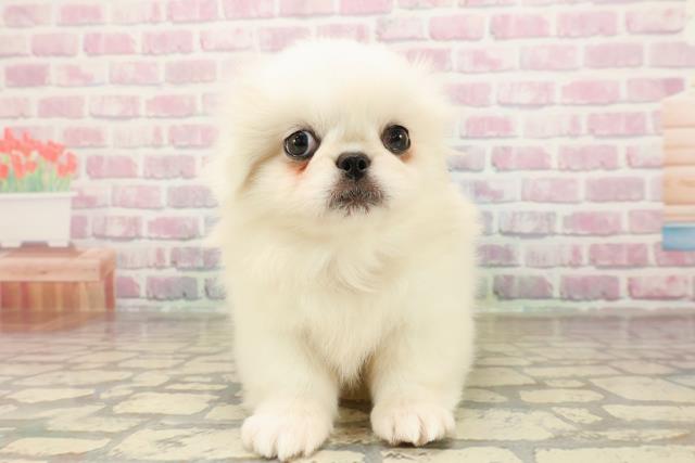 神奈川県のペキニーズ (Coo&RIKU平塚店/2025年8月24日生まれ/女の子/ホワイト)の子犬の1枚目の画像