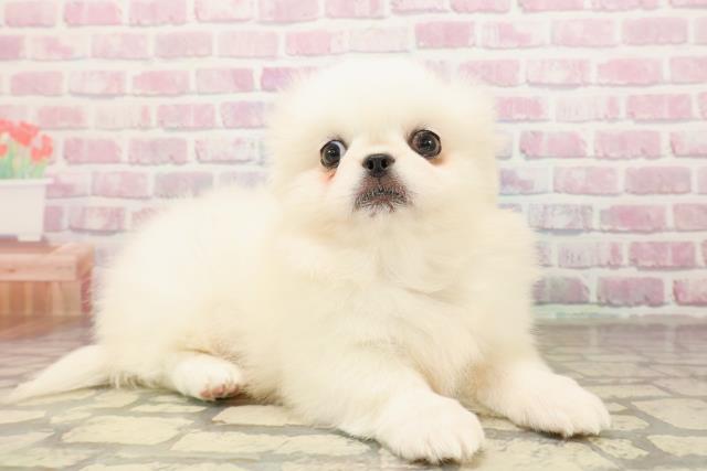 神奈川県のペキニーズ (Coo&RIKU平塚店/2025年8月24日生まれ/女の子/ホワイト)の子犬の3枚目の画像