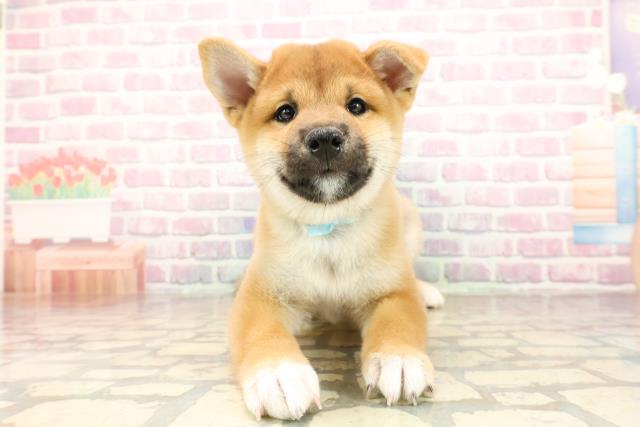 柴犬