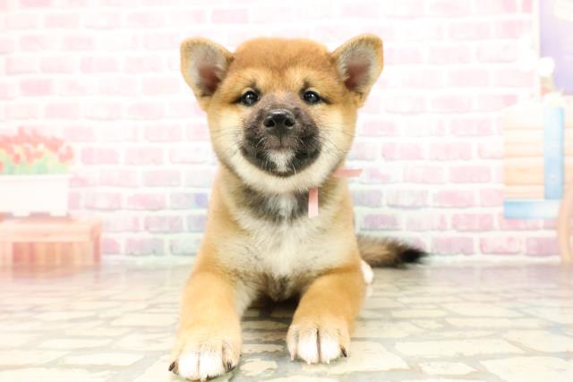 柴犬