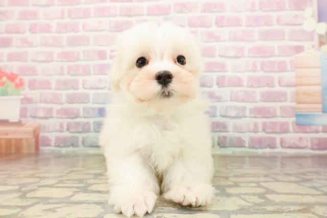 山梨県のマルチーズ (Coo&RIKU甲府昭和通り店/2025年8月27日生まれ/男の子/ホワイト)の子犬の1枚目の画像