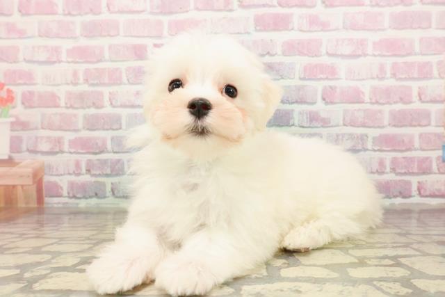 山梨県のマルチーズ (Coo&RIKU甲府昭和通り店/2025年8月27日生まれ/男の子/ホワイト)の子犬の2枚目の画像