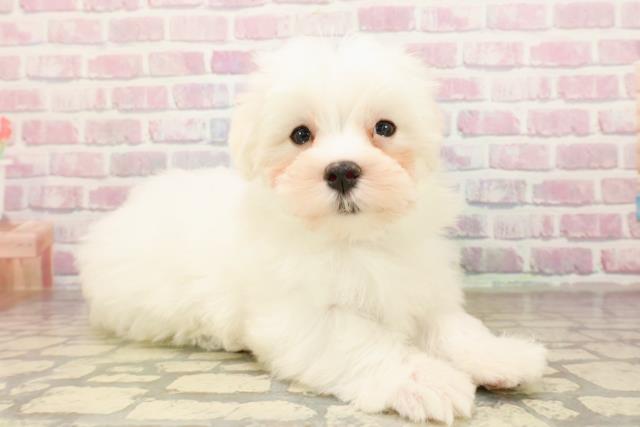 山梨県のマルチーズ (Coo&RIKU甲府昭和通り店/2025年8月27日生まれ/男の子/ホワイト)の子犬の3枚目の画像