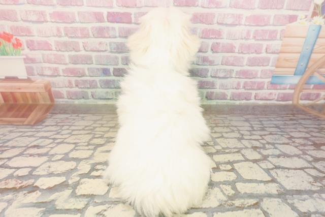 山梨県のマルチーズ (Coo&RIKU甲府昭和通り店/2025年8月27日生まれ/男の子/ホワイト)の子犬の4枚目の画像