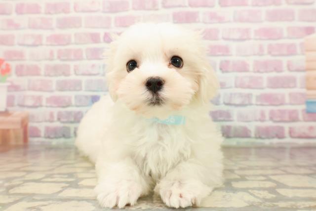 東京都のマルチーズ (Coo&RIKU立川店/2025年8月27日生まれ/男の子/ホワイト)の子犬の1枚目の画像