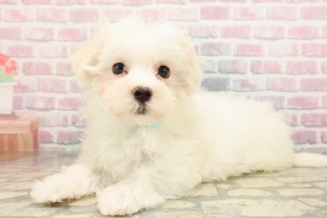 東京都のマルチーズ (Coo&RIKU立川店/2025年8月27日生まれ/男の子/ホワイト)の子犬の2枚目の画像