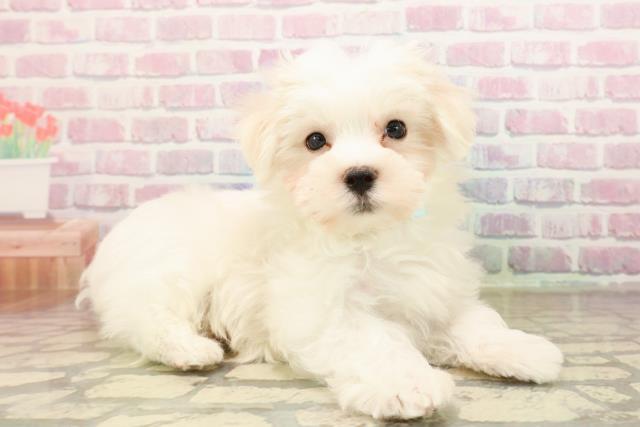 東京都のマルチーズ (Coo&RIKU立川店/2025年8月27日生まれ/男の子/ホワイト)の子犬の3枚目の画像
