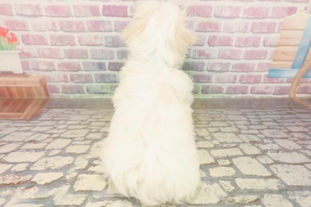 東京都のマルチーズ (Coo&RIKU立川店/2025年8月27日生まれ/男の子/ホワイト)の子犬の4枚目の画像