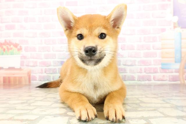 柴犬