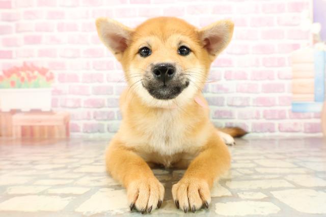 柴犬