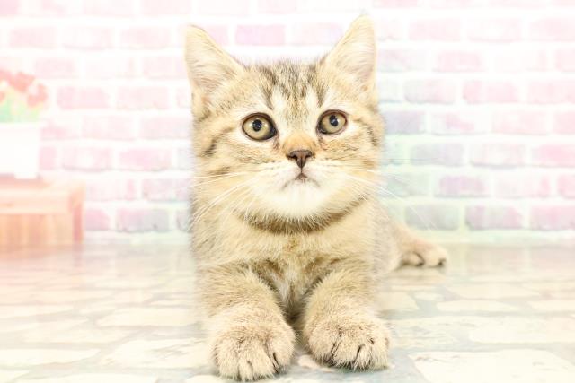 神奈川県のスコティッシュフォールド (Coo&RIKU江の島店/2025年8月22日生まれ/女の子/ブラウンタビー)の子猫の1枚目の画像