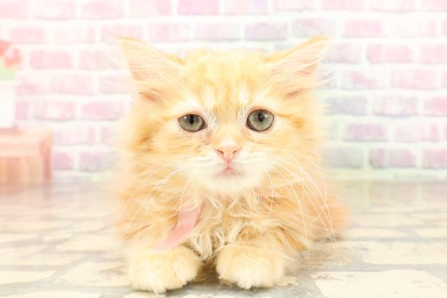 神奈川県のラガマフィン (Coo&RIKU江の島店/2025年8月5日生まれ/女の子/レッドタビー)の子猫の1枚目の画像