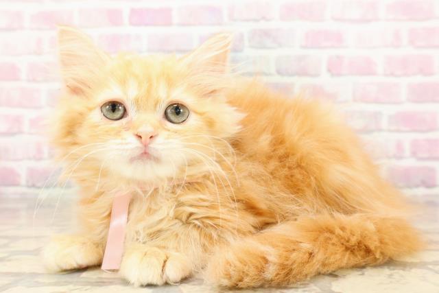 神奈川県のラガマフィン (Coo&RIKU江の島店/2025年8月5日生まれ/女の子/レッドタビー)の子猫の2枚目の画像