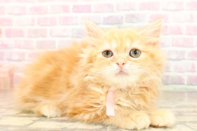 神奈川県のラガマフィン (Coo&RIKU江の島店/2025年8月5日生まれ/女の子/レッドタビー)の子猫の3枚目の画像